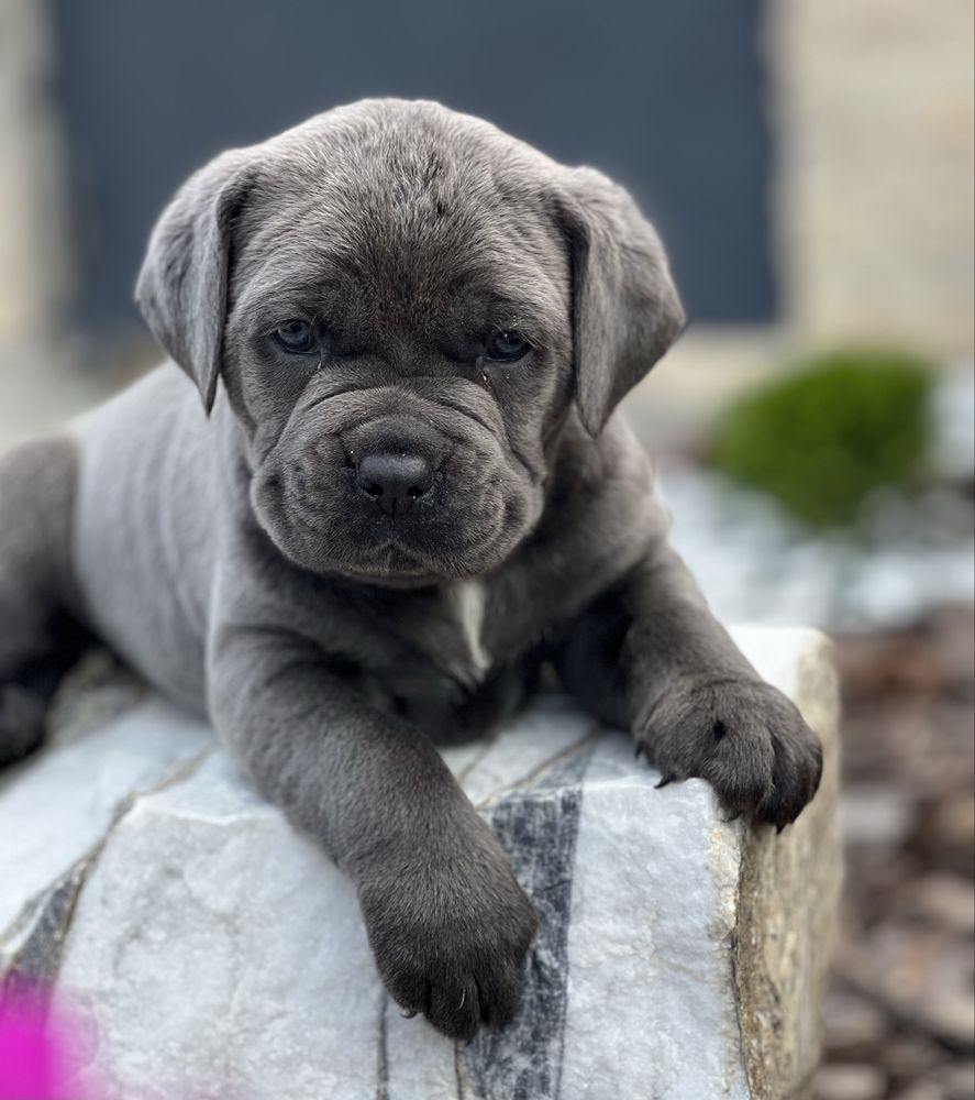 Елітні Cane corso-сірого окрасу