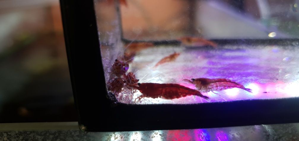 Krewetki Red Cherry