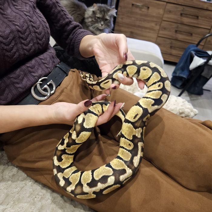 Terrarium  wąż gratis REZERWACJA