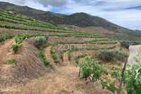 Terrenos com vinhas para produção de Vinho do Porto