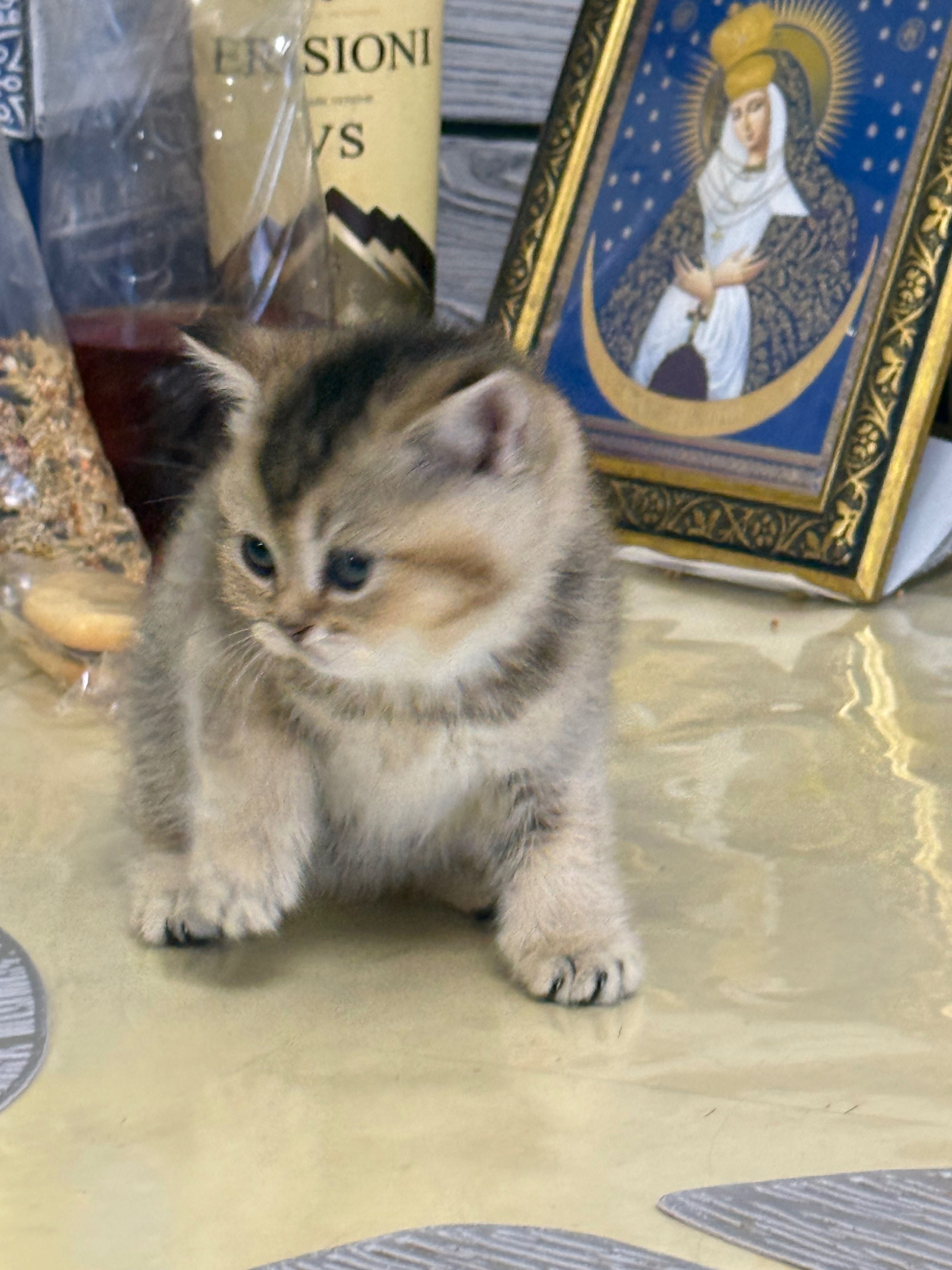 Шотландські кошенята