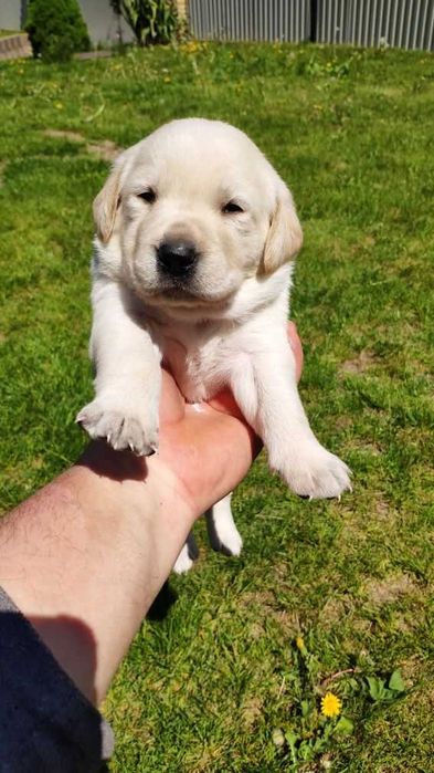 Продаются породные щеночки лабрадора