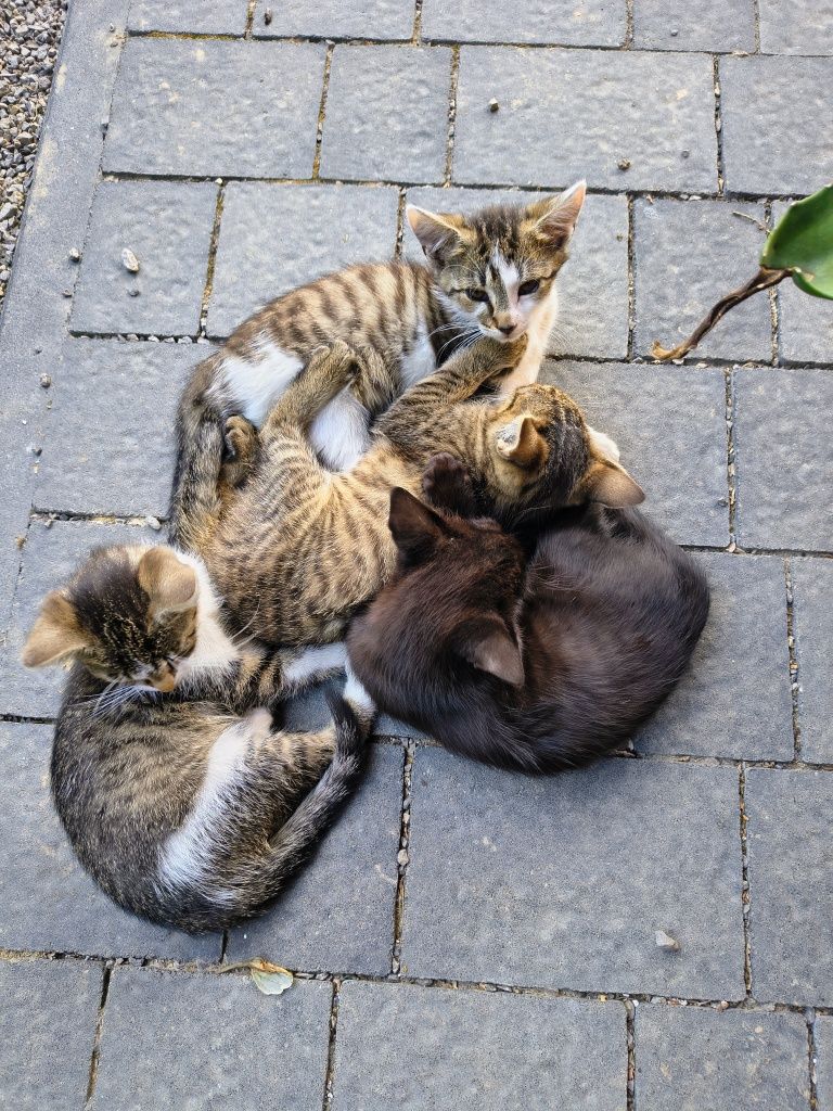 Oddam kotki w dobre ręce
