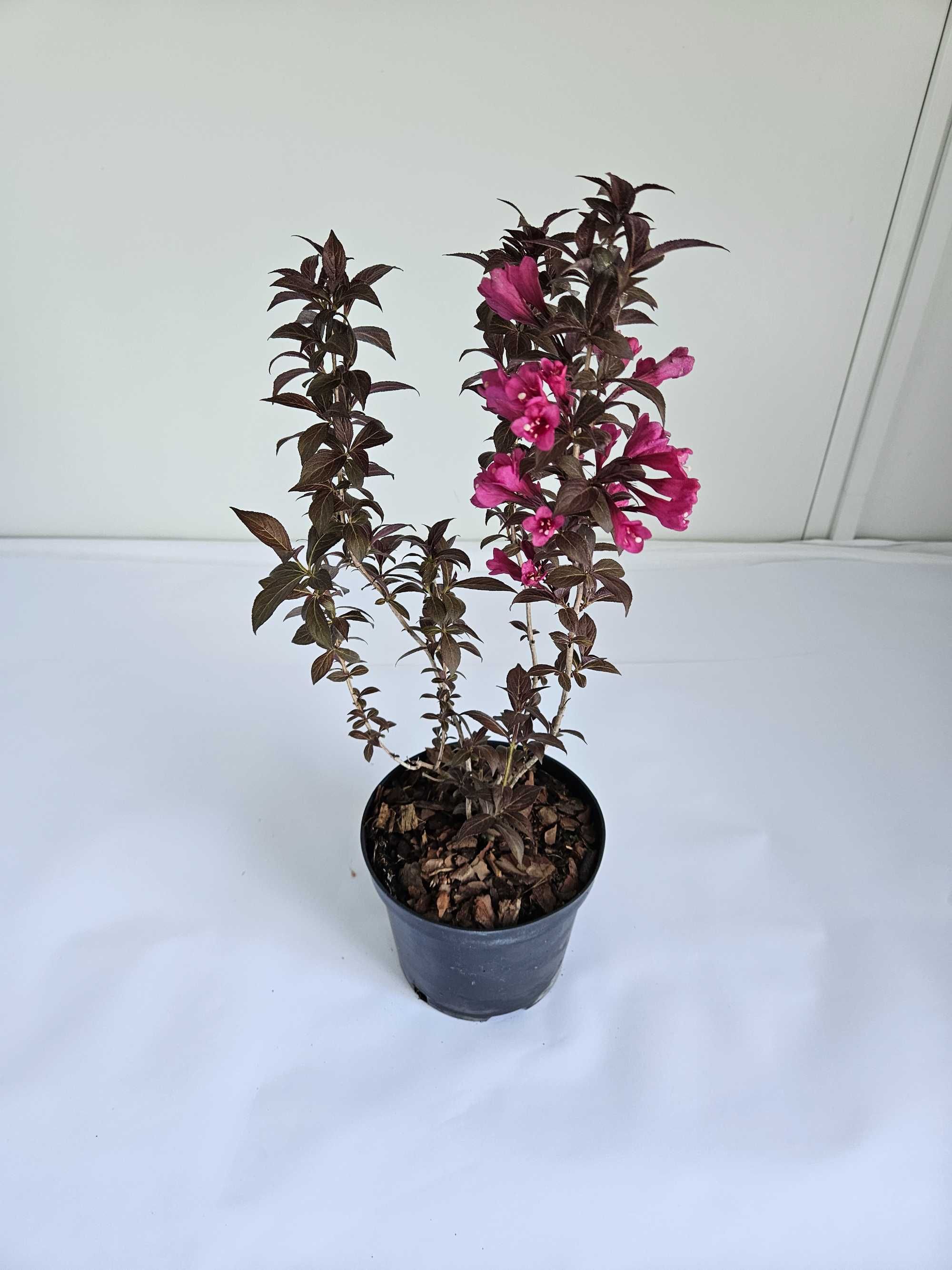 Krzewuszka 'Minor Black' (Weigela florida 'Minor Black')