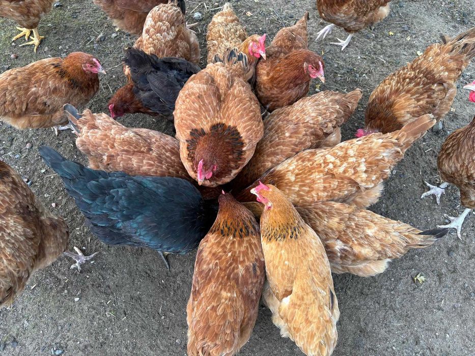Sprzedam roczne kury