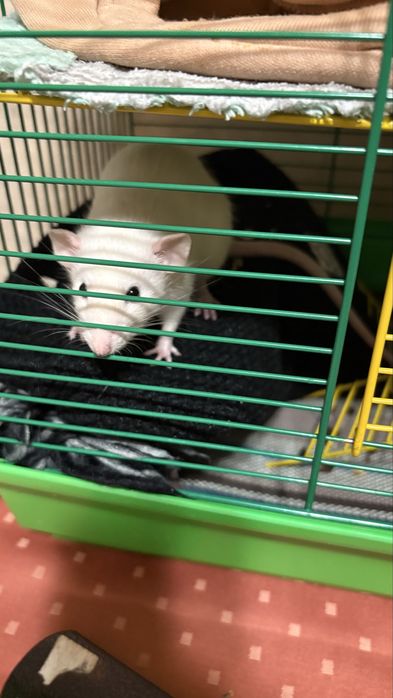 Крисятка девочки