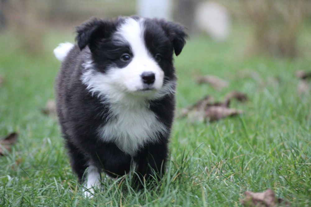 Border collie ZKwP FCI show
