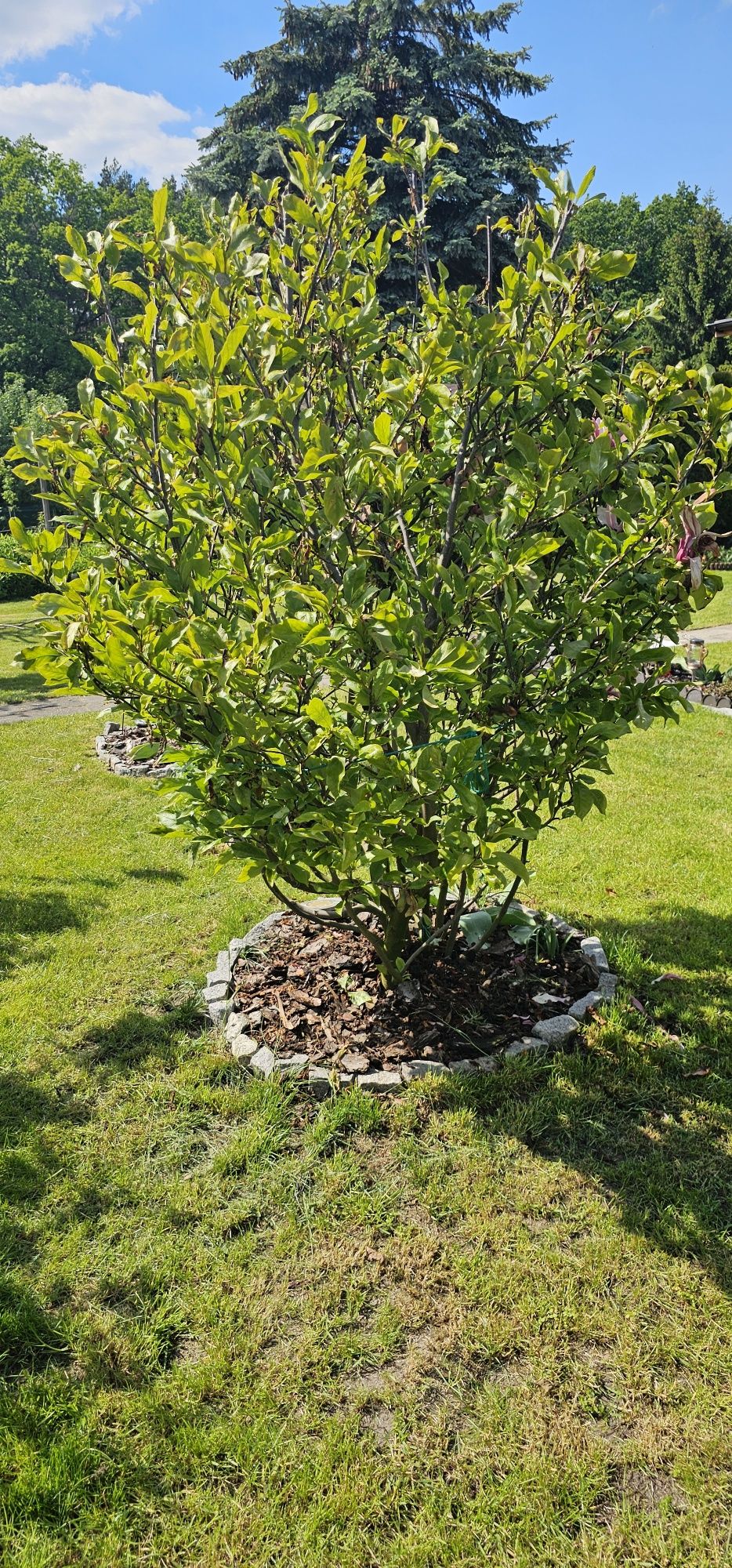 Magnolia duży krzak złożony z dwóch odmian 180 cm