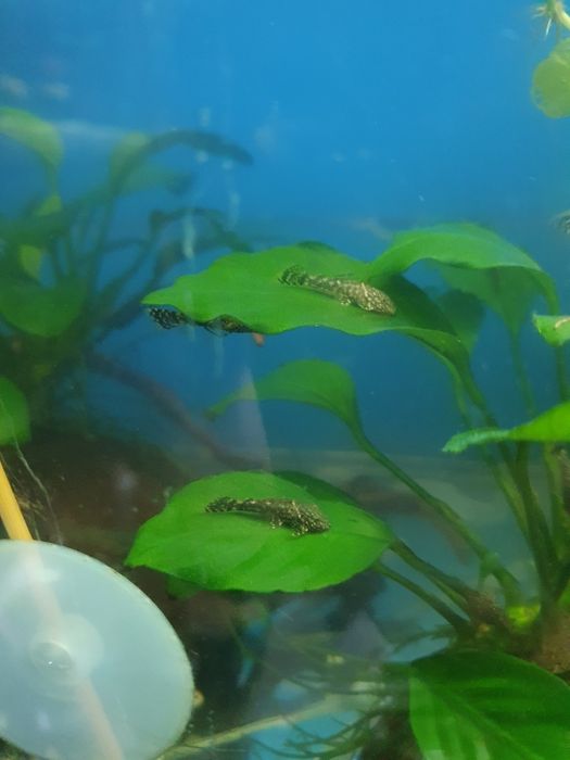 Młode glonojady zwykłe około 30 szt