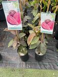 Goiaba roxa planta