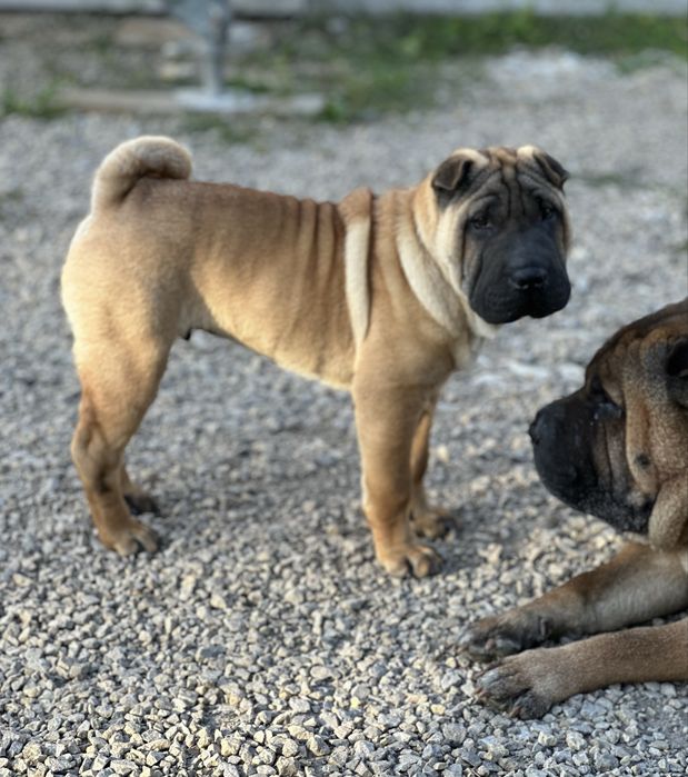 Shar Pei ZkwP/FCI