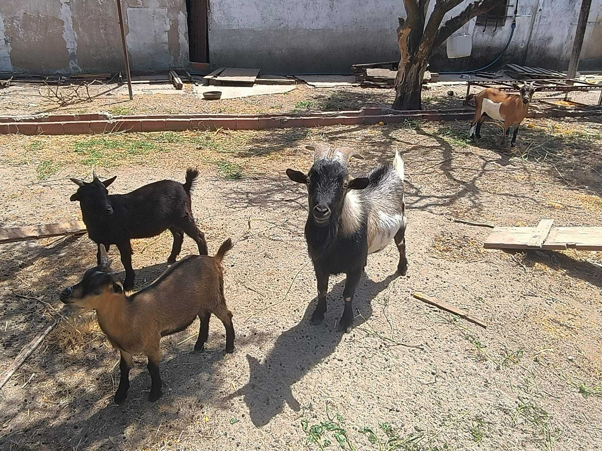 Cabras anãs em família muito sociáveis