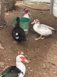 Patos mudos para mudar da casa