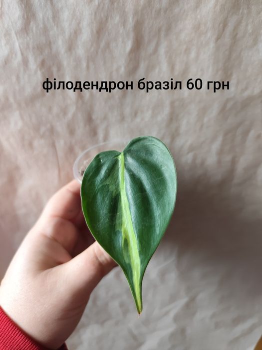 Эпипремнум, епіпремнум, сциндаптус, філодендрон неон, енджой, Глобал г