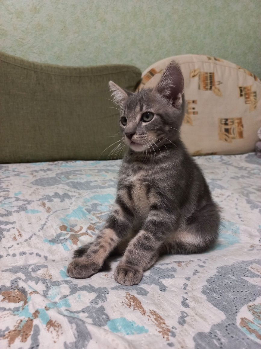 Котшенятам потрібен дім!