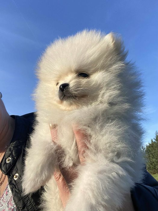 Biała suczka Szpic miniaturowy Pomeranian
