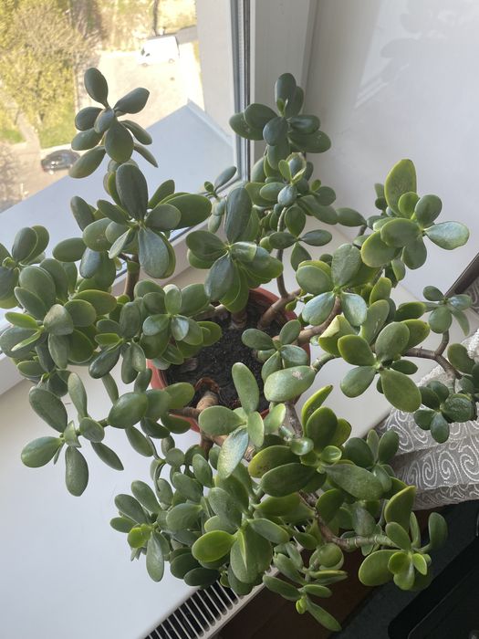 Грошове дерево (товстянка)