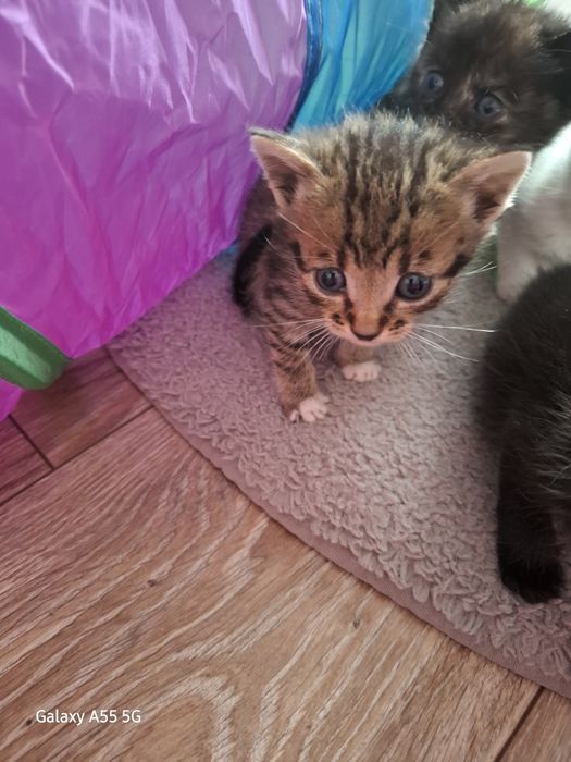 Oddam koty za darmo !!!