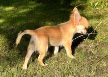 Chihuahua chłopak ZKwP