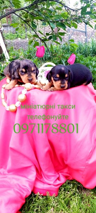 Такси це інтелігентна порода собак