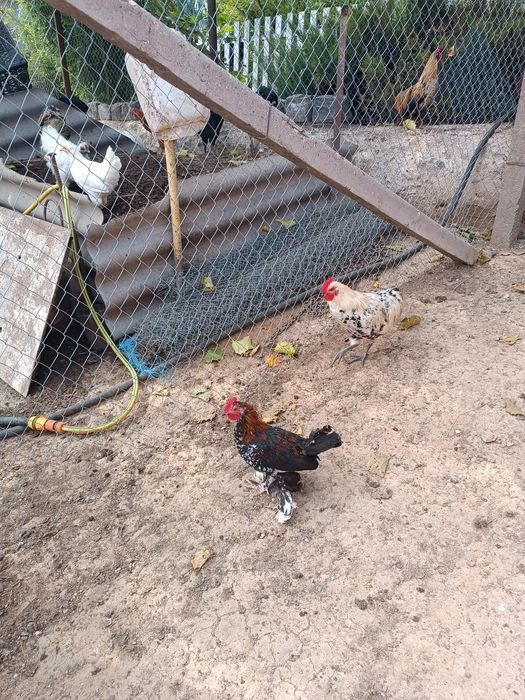 Продам карлікових півнів