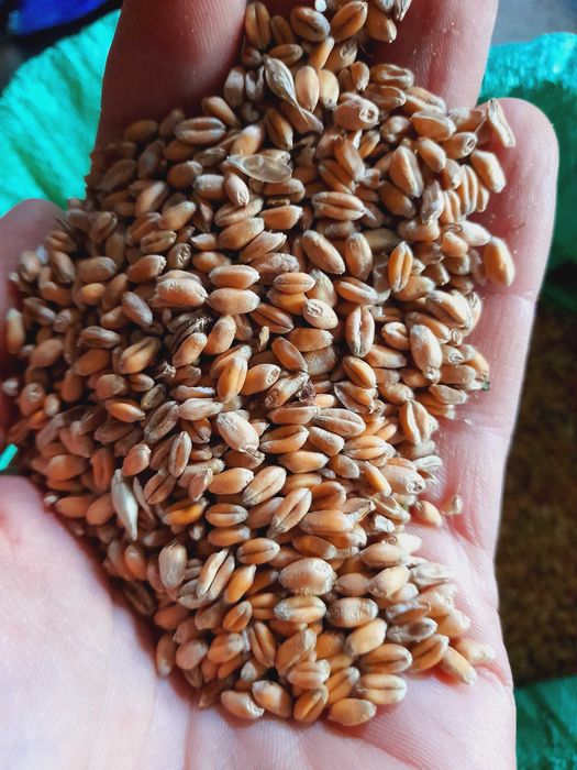 Przenica ozima banatus rok po centrali