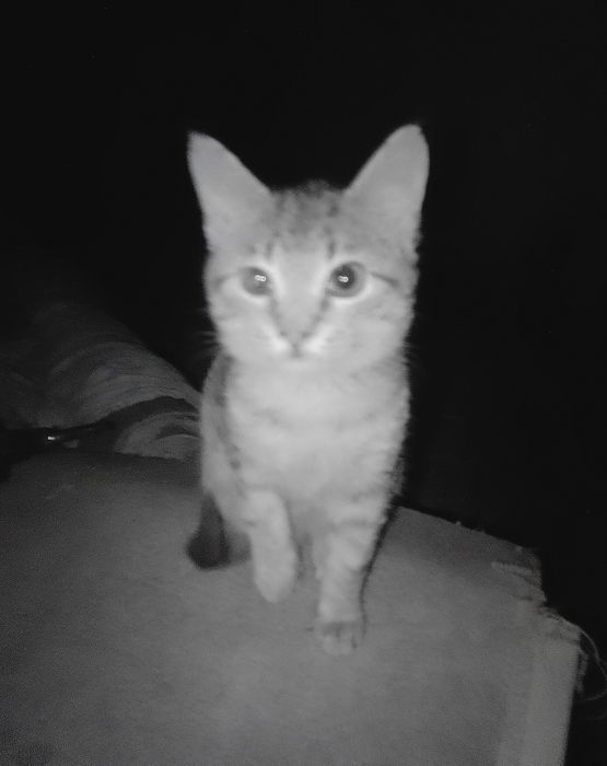 Маленький до 2х міс кошеня хлопчик