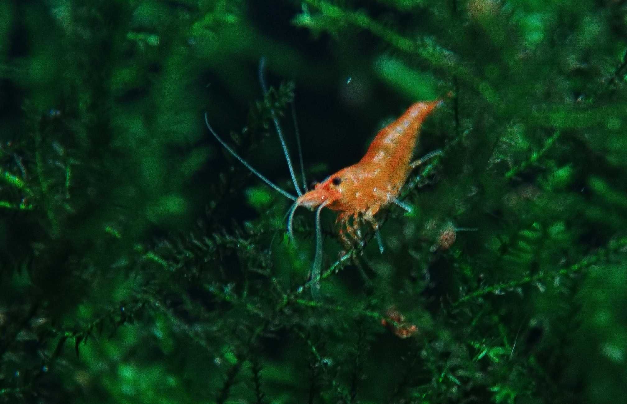 Krewetki Neocaridina Orange