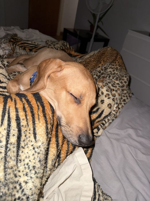 Beagle/Rafeiro 8 meses e com todas as vacinas em dias.