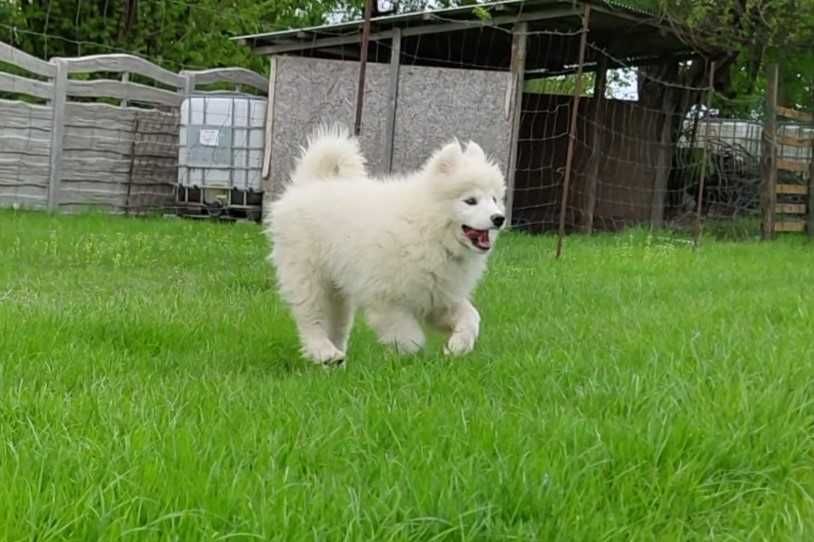 Batman chętnie Ciebie pozna:) Samoyed ZKwP. Ostatni piesek.