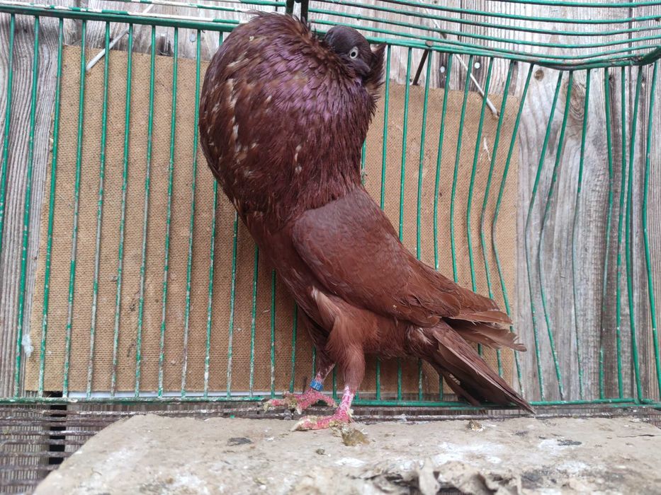 Garłacze śląskie górnośląskie para