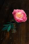 Piwonia peonia kwiat z krepiny