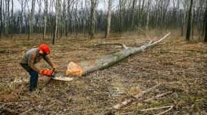 Wycinka i pielęgnacja drzew Karczowanie sprzątanie działek