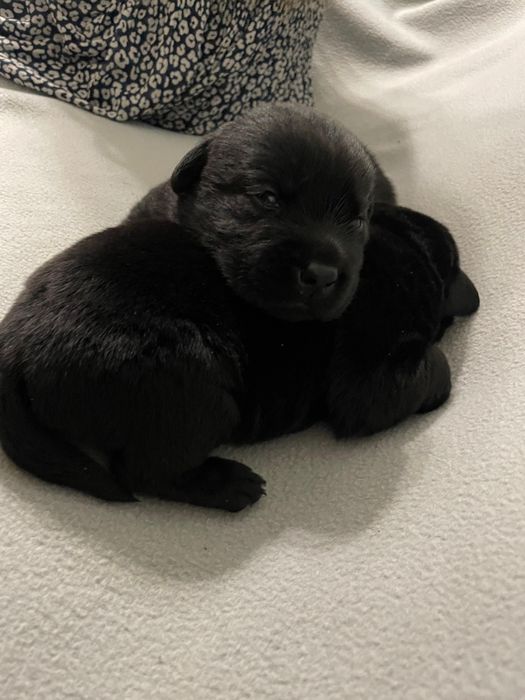 Szczeniak Labradora czarny