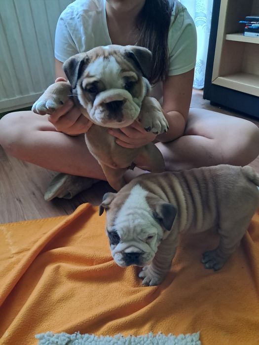 Buldog Angielski sunia