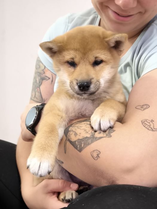 Shiba śliczna suczka ZKwP/FCI