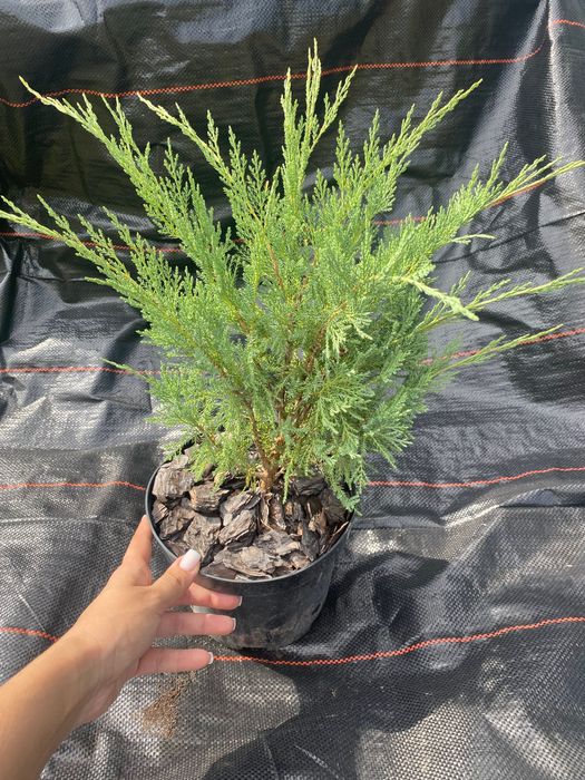 Саджанці туї, ялівцю, самшиту