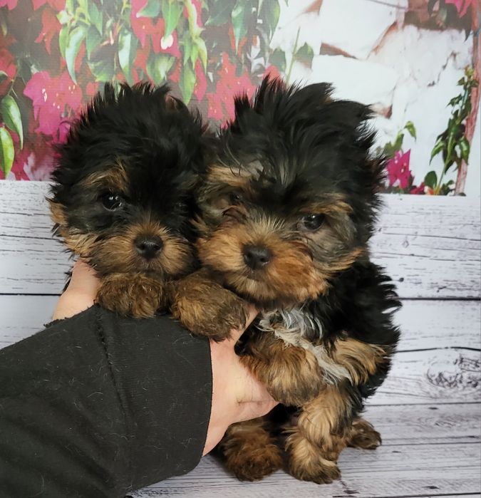 Йорки міні міні розміру