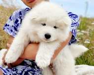 Samoyed chłopiec.  ZKwP,FCI.