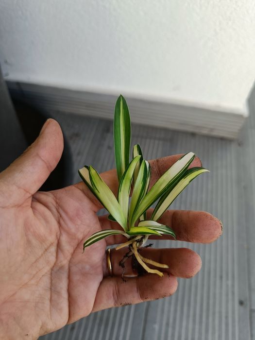 Mini clorofito em vaso