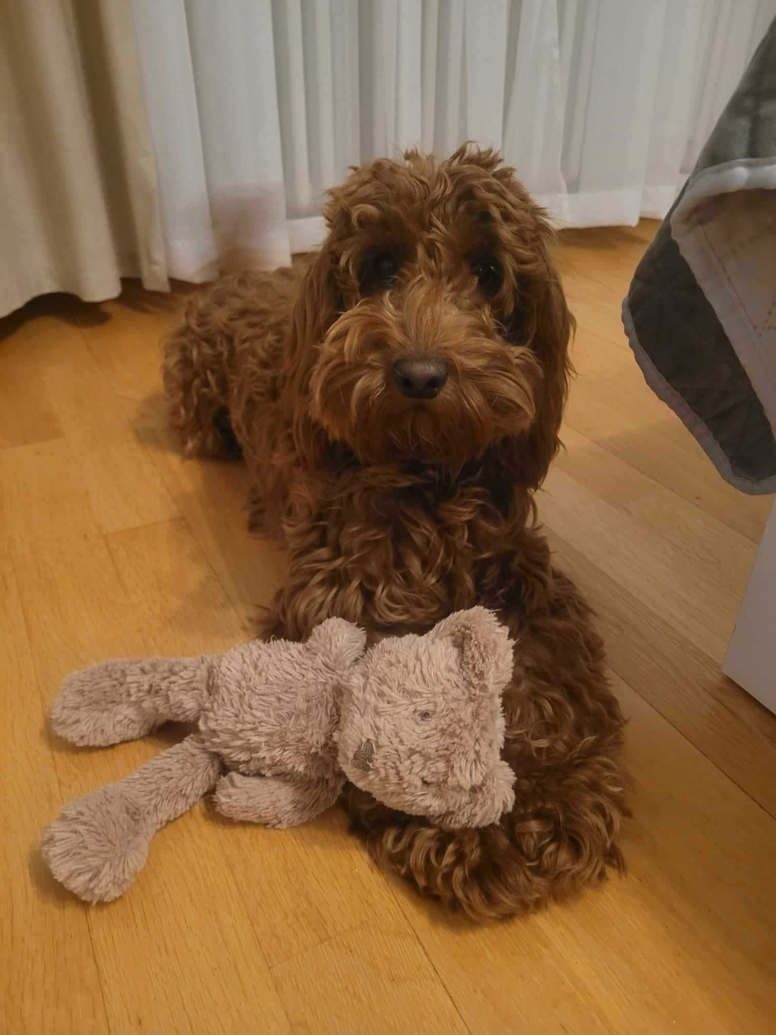 Cockapoo > hybryda pudel  & cocker spaniel gotowe do odbioru.