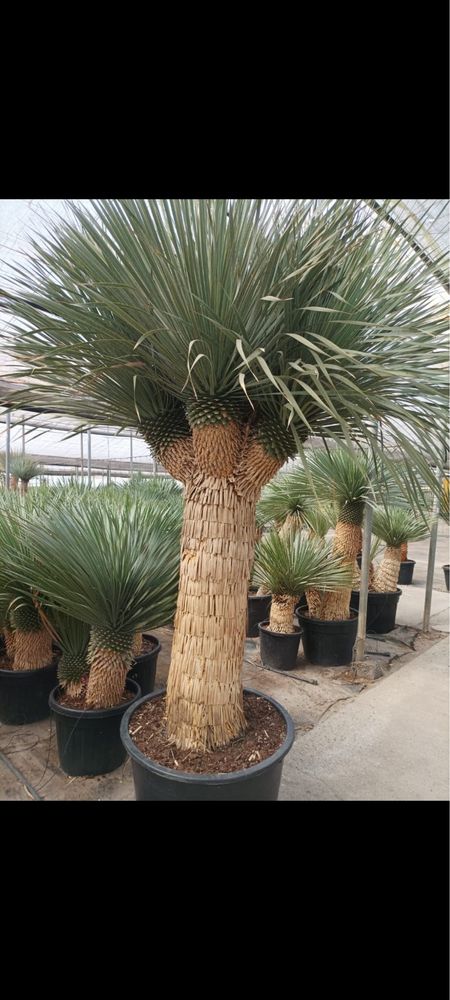 Yucca Roztrata Juka Roztrata MultiHead Okazja