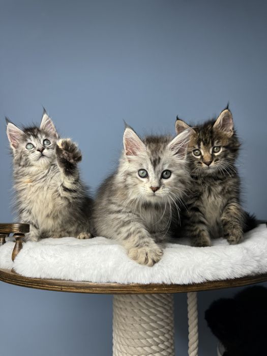 Котята медвежата мейн кун крупная линия 1.5 месяца девочки