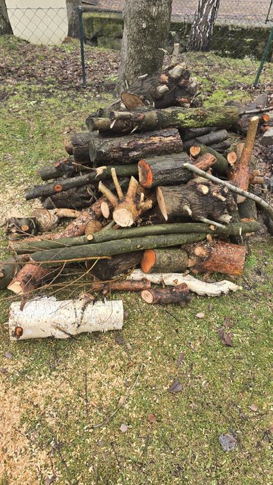 Drzewo mieszane oddam za darmo