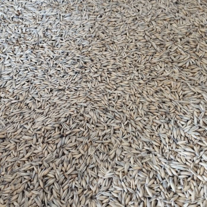 Sprzedam owies i pszenicę,