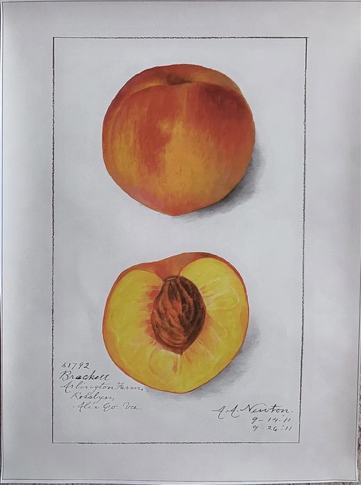 Gobelin na płótnie HD/Obrazek/Vintage Retro Fruit/Peach