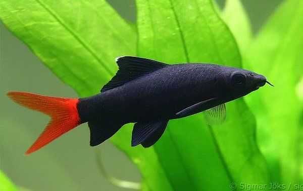 GB Labeo Grubowarg dwubarwny (Epalzeorhynchos bicolor) - dowóz ryb!