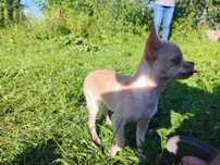 Chihuahua suczka xxs