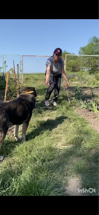 Спеціаліст з виховання  . Кінолог .Зоопсихолог.Перетримка