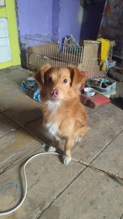 Roczny piesek w dobre ręce